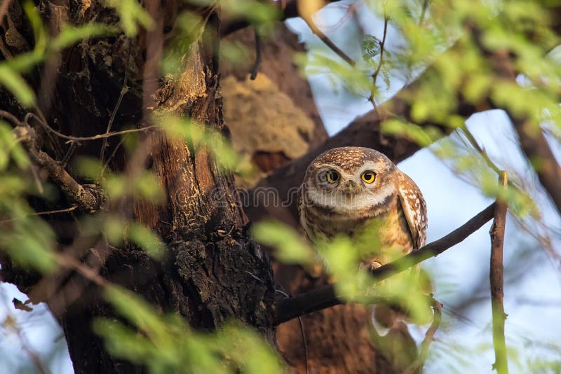 Spotted owlet Athene brama sitting on a tree in Keoladeo Ghana National Park, Bharatpur, India. The park is a World Heritage Site. Spotted owlet Athene brama sitting on a tree in Keoladeo Ghana National Park, Bharatpur, India. The park is a World Heritage Site.