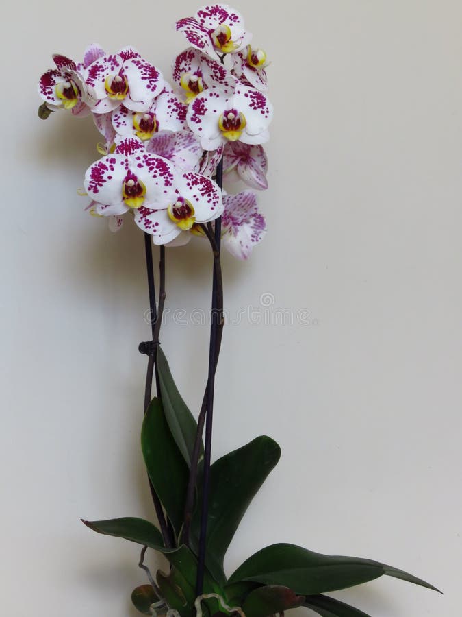Łaciasty purpurowy biały wspaniały kwiat Phalaenopsis, “moth orchids†Pi?kny egzot kwitnie salowe ro?liny zdjęcia stock Łaciasty purpurowy biały wspaniały kwiat Phalaenopsis, “moth orchids†Pi?kny egzot kwitnie salowe ro?liny zdjęcia stock