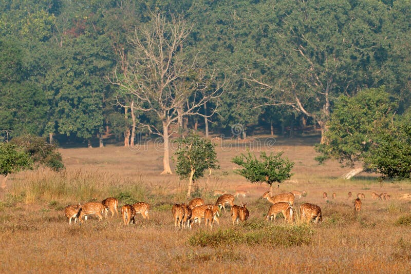 Łaciaści rogacze - Kanha park narodowy obraz stock Łaciaści rogacze - Kanha park narodowy obraz stock
