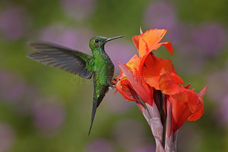 Ładny hummingbird Koronujący brylant, Heliodoxa jacula, lata obok pięknego pomarańczowego kwiatu z świstem kwitnie w backg zdjęcia stock Ładny hummingbird Koronujący brylant, Heliodoxa jacula, lata obok pięknego pomarańczowego kwiatu z świstem kwitnie w backg zdjęcia stock