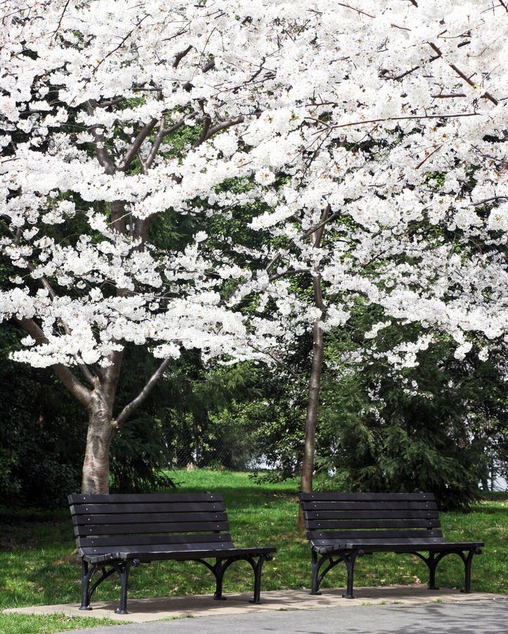 Park benches sitting beneath the cherry blossoms near Washington, DC's Tidal Basin. Park benches sitting beneath the cherry blossoms near Washington, DC's Tidal Basin.