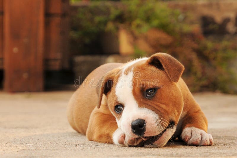 Staffordshire Terriers Bull puppy lying on the ground. Staffordshire Terriers Bull puppy lying on the ground