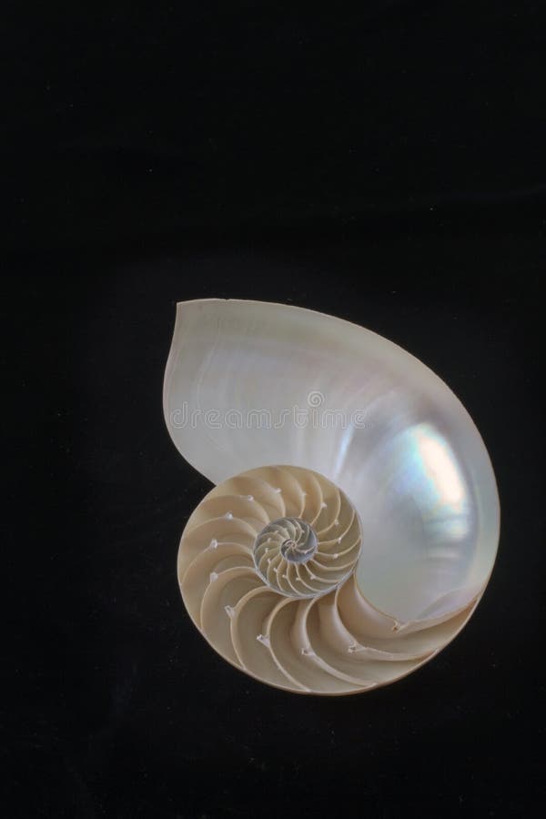 Stock photograph of a Half Shell Nautilus pompilius. Stock photograph of a Half Shell Nautilus pompilius