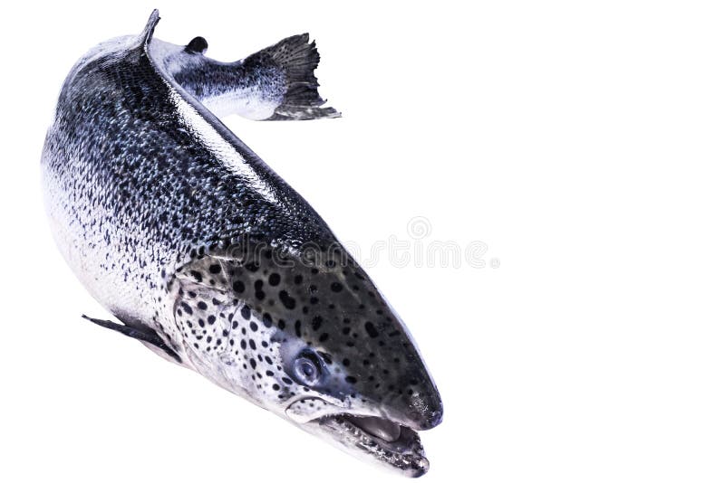 Salmon fish isolated on white background. Fresh wild salmon isolated on a white. Fresh whole salmon. Empty space for text. Copy space. Salmon fish isolated on white background. Fresh wild salmon isolated on a white. Fresh whole salmon. Empty space for text. Copy space