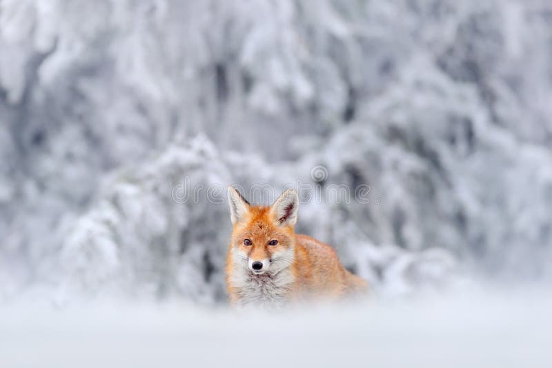 Łowiecki Czerwony Fox w śnieżnej zimie
