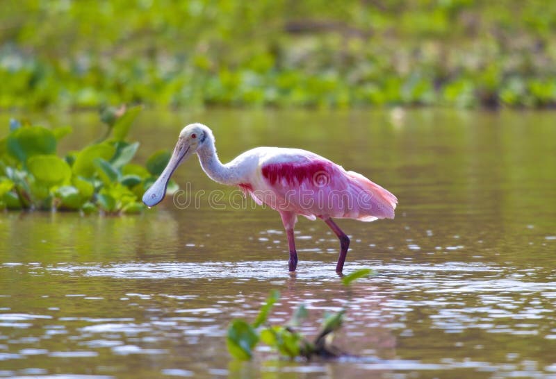 łowiecki spoonbill łowiecki spoonbill