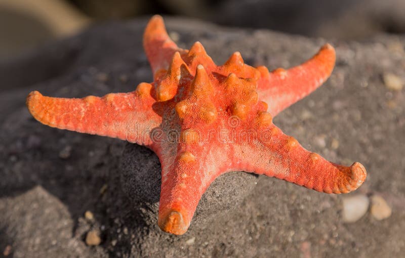 Łuska Denną gwiazdę, czerwona rozgwiazda na dennej tropikalnej piasek plaży przy sunse zdjęcie stock Łuska Denną gwiazdę, czerwona rozgwiazda na dennej tropikalnej piasek plaży przy sunse zdjęcie stock