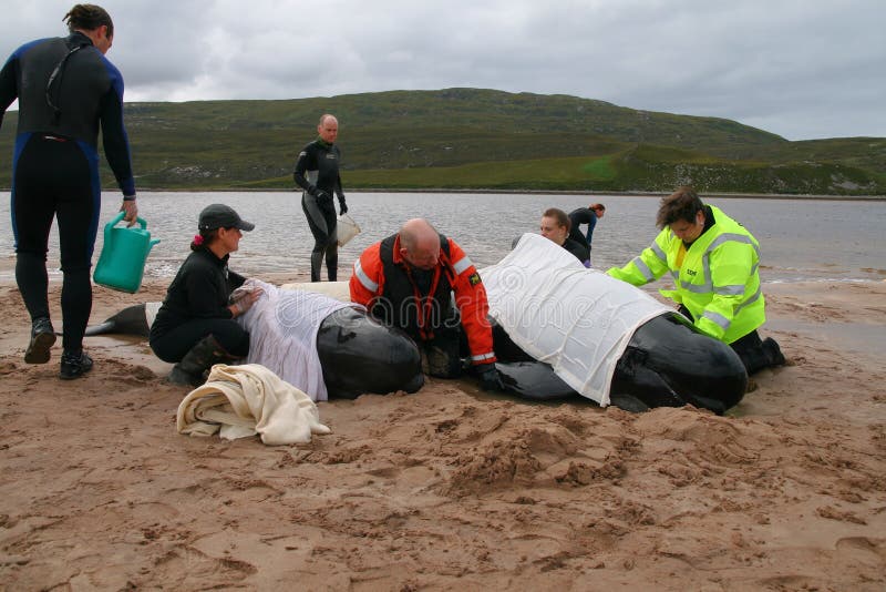 A mother and calf long fin pilot whale totally beached at the kyle of durness in sutherland, scotland. A mother and calf long fin pilot whale totally beached at the kyle of durness in sutherland, scotland.