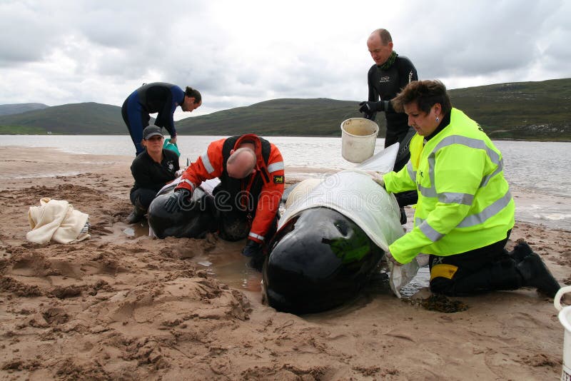 Mother and calf stranded being helped by volunteer rescuers at the kyle of durness in scotland. Mother and calf stranded being helped by volunteer rescuers at the kyle of durness in scotland.