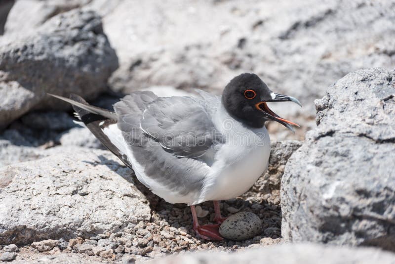 Łyka ogoniastego frajera z swój jajkiem na Południowym placu, Galapagos wyspa, Ekwador, Ameryka Południowa fotografia royalty free Łyka ogoniastego frajera z swój jajkiem na Południowym placu, Galapagos wyspa, Ekwador, Ameryka Południowa fotografia royalty free