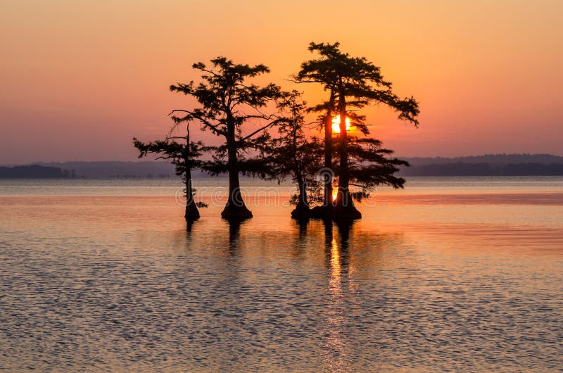 Łysi Cyprysowi drzewa, Reelfoot jeziora, Tennessee stanu park obrazy royalty free Łysi Cyprysowi drzewa, Reelfoot jeziora, Tennessee stanu park obrazy royalty free