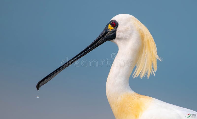 łyżeczka czarna fotografia stock