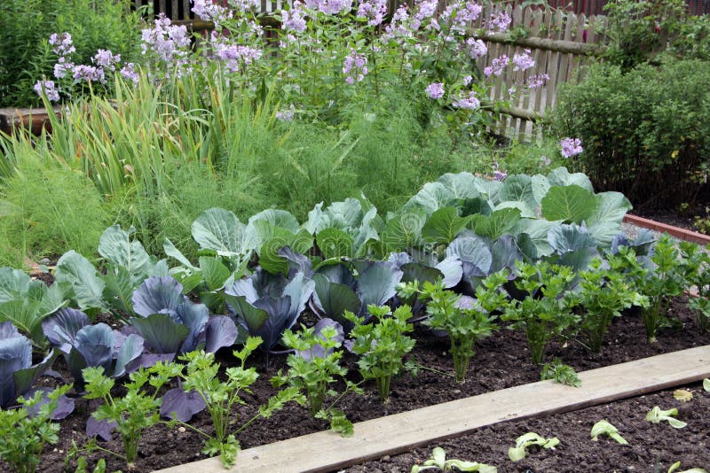 łóżkowy ogrodowy warzywo
