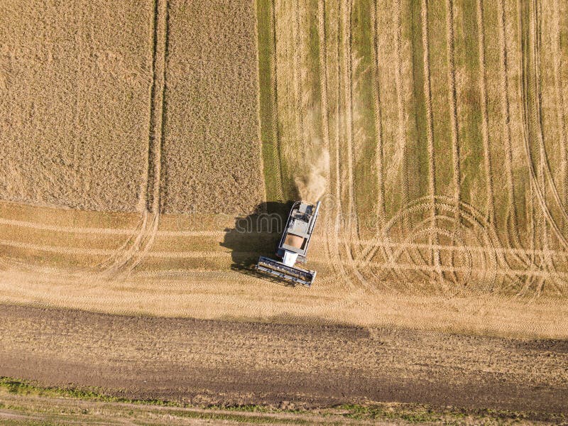 łączyć pszenicę plonową na polu. maszyna do zbioru działająca w terenie. widok z lotu ptaka. rosja. zdjęcia stock