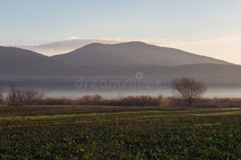 Łąka, drzewo i jezioro z mgłą, fotografia stock Łąka, drzewo i jezioro z mgłą, fotografia stock