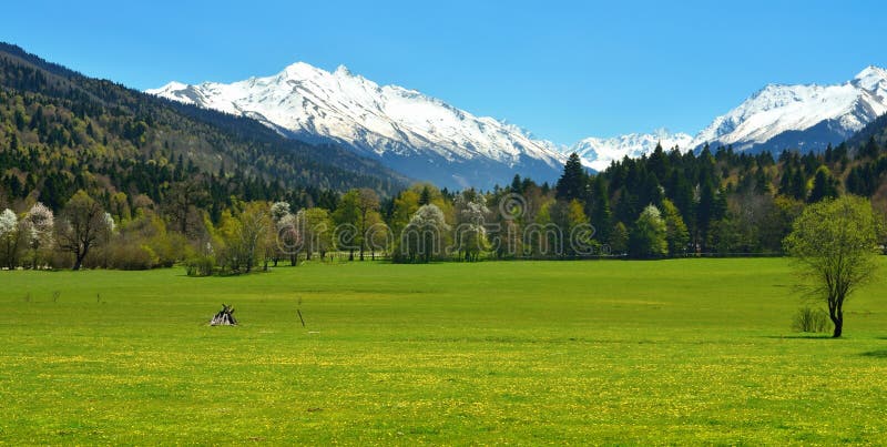 This is blossoming meadow in Caucasus valley in spring. This is blossoming meadow in Caucasus valley in spring