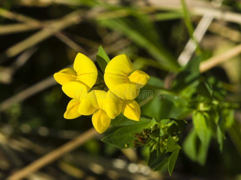 Łąkowy vetchling, Lathyrus pratensis, okwitnięcia zakończenie, selekcyjna ostrość, płytki DOF obrazy royalty free Łąkowy vetchling, Lathyrus pratensis, okwitnięcia zakończenie, selekcyjna ostrość, płytki DOF obrazy royalty free