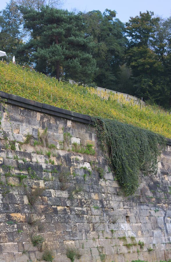Ściana i winnica Niemcy - Lingner pałac Drezdeński -