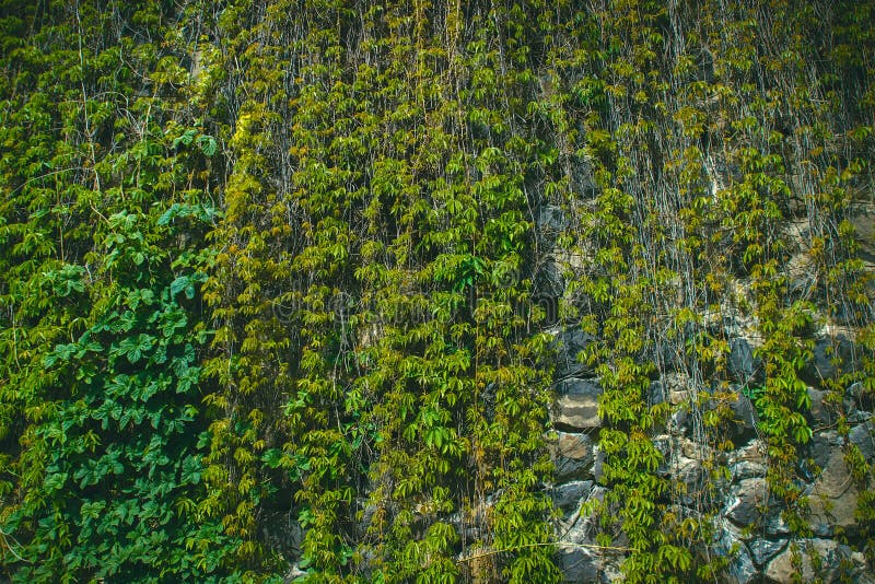 Ściana zakrywająca z zielonymi liśćmi dziki winogrono Naturalny tło zdjęcie royalty free Ściana zakrywająca z zielonymi liśćmi dziki winogrono Naturalny tło zdjęcie royalty free
