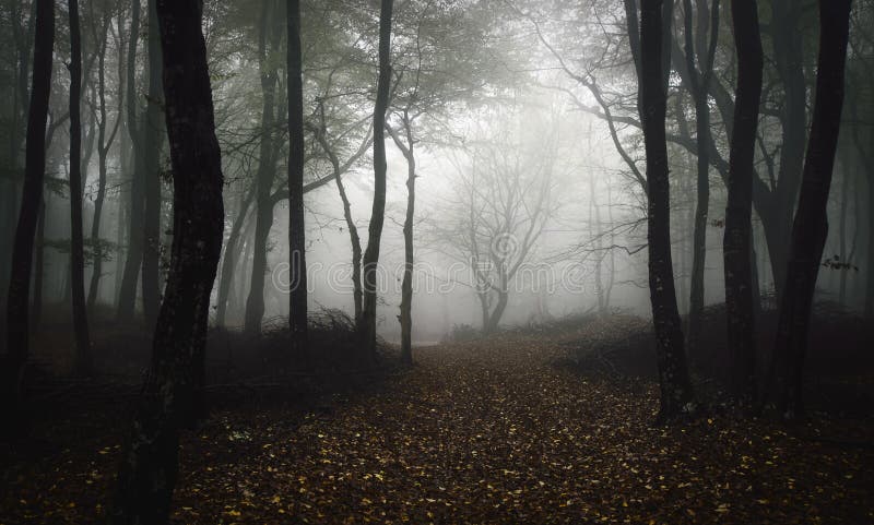 Path trough fantasy forest with mysterious fog in Halloween night. Path trough fantasy forest with mysterious fog in Halloween night