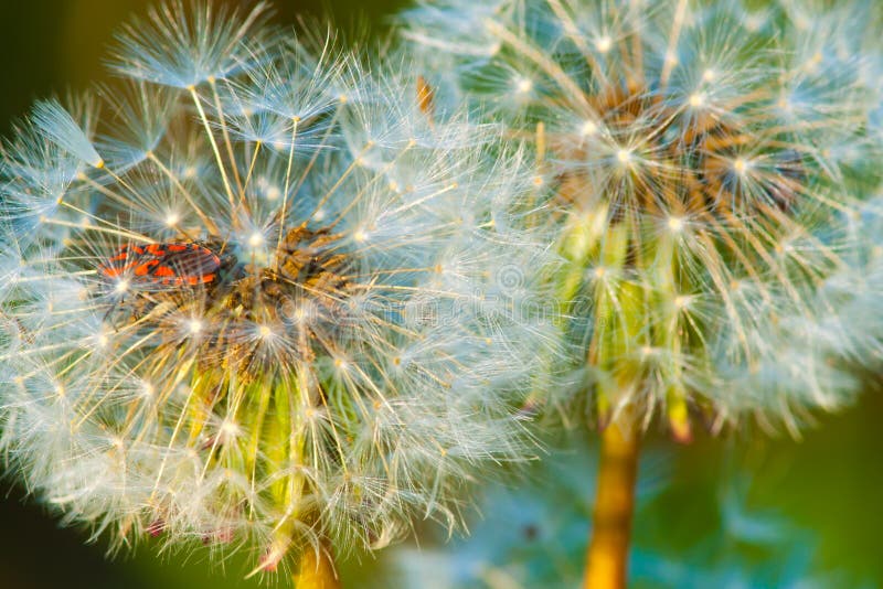 Ściga chująca w dandelion kwiacie przy zmierzchem obrazy royalty free Ściga chująca w dandelion kwiacie przy zmierzchem obrazy royalty free