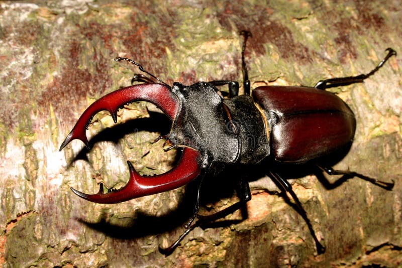 ścigi cervus lucanus jeleń fotografia royalty free ścigi cervus lucanus jeleń fotografia royalty free