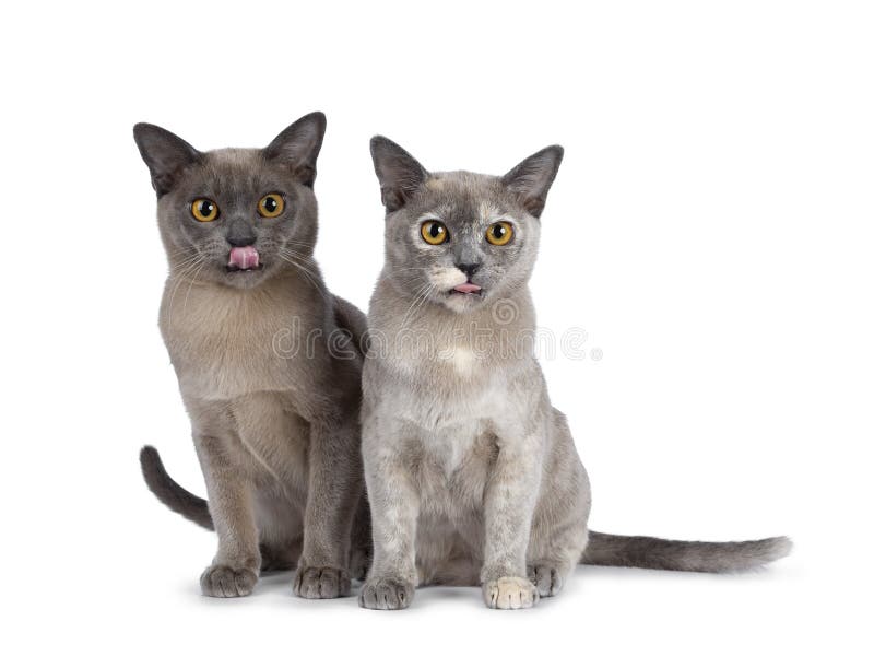 Śliczna czekolada i tortie Birmański kot kocimy się na białym tle fotografia royalty free Śliczna czekolada i tortie Birmański kot kocimy się na białym tle fotografia royalty free