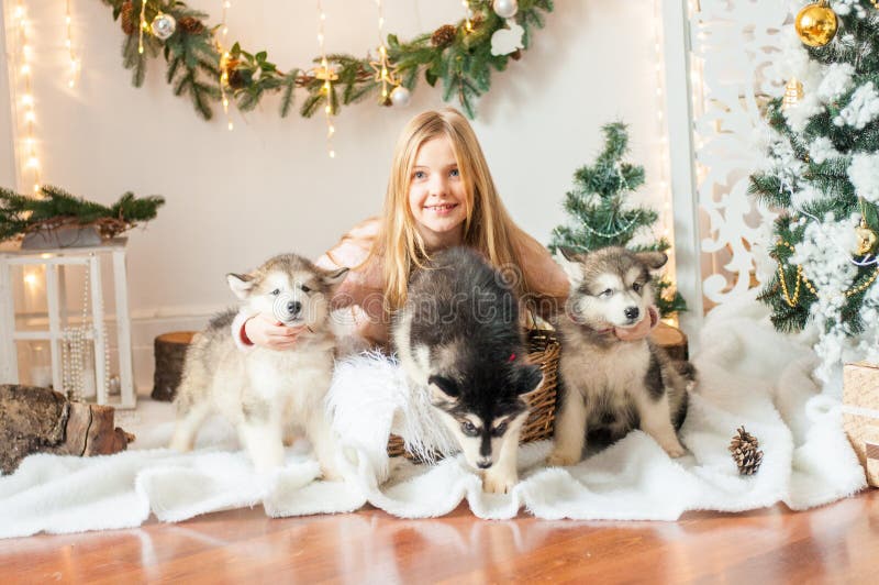 Śliczna dziewczyna z blond długie włosy sztukami z małymi Malamute szczeniakami w domu obraz stock Śliczna dziewczyna z blond długie włosy sztukami z małymi Malamute szczeniakami w domu obraz stock