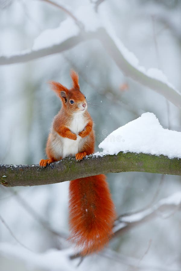 Śliczna pomarańczowa czerwona wiewiórka je dokrętki w zimy scenie z śniegiem, republika czech CCold zima z śniegiem Zima las z be