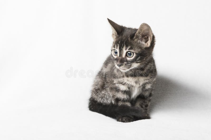 Śliczna węgla drzewnego Bengal figlarka zdjęcie stock Śliczna węgla drzewnego Bengal figlarka zdjęcie stock
