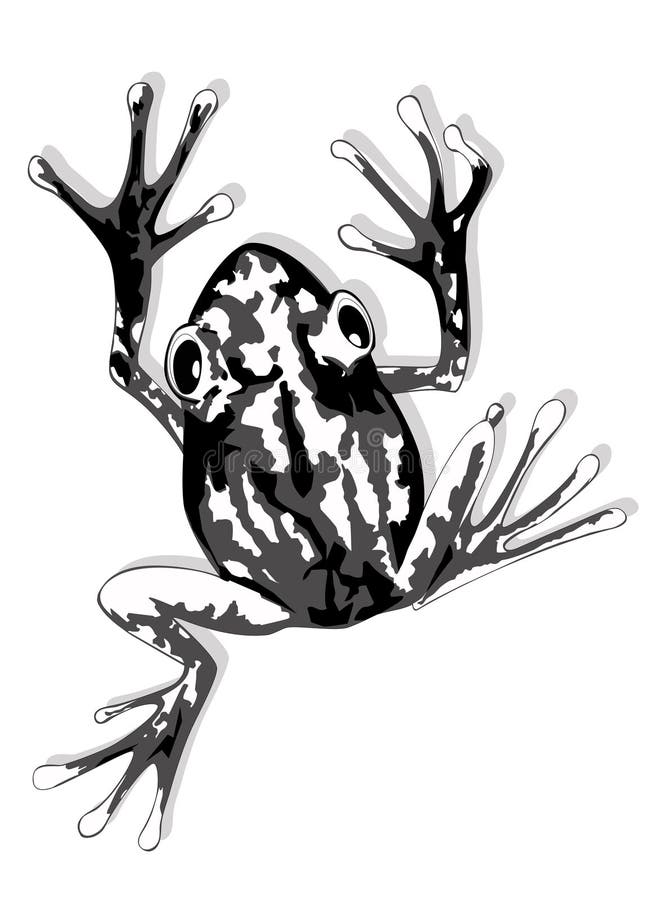 Black and white tree frog. Black and white tree frog