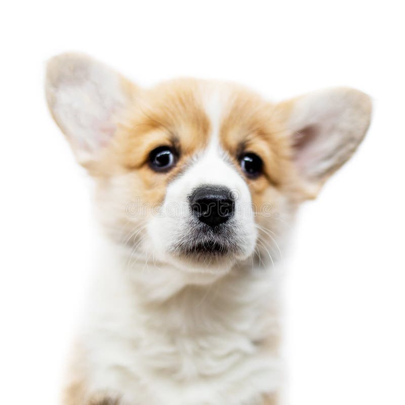 Ślicznego szczeniaka Corgi Walijski Pembroke odizolowywający na białym tle P fotografia royalty free Ślicznego szczeniaka Corgi Walijski Pembroke odizolowywający na białym tle P fotografia royalty free
