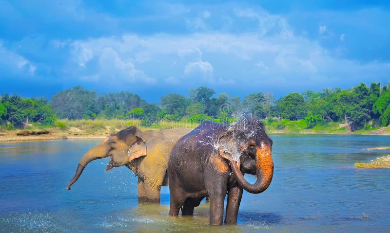 Śliczni Azjatyccy słonie dmucha wodę z jego bagażnika w Chitwan N P