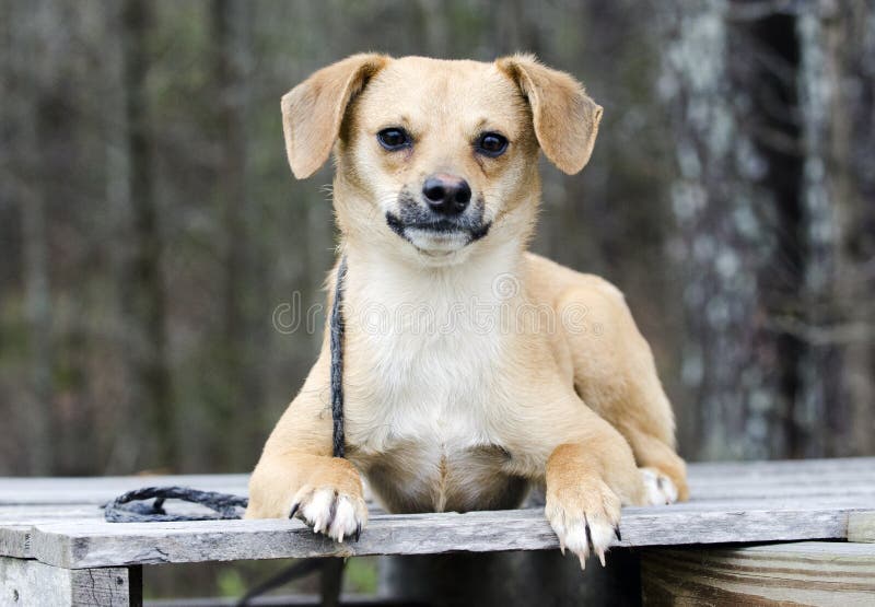 Śliczny Beagle Terrier mieszał trakenu szczeniaka psa kłaść na barłogu fotografia royalty free Śliczny Beagle Terrier mieszał trakenu szczeniaka psa kłaść na barłogu fotografia royalty free