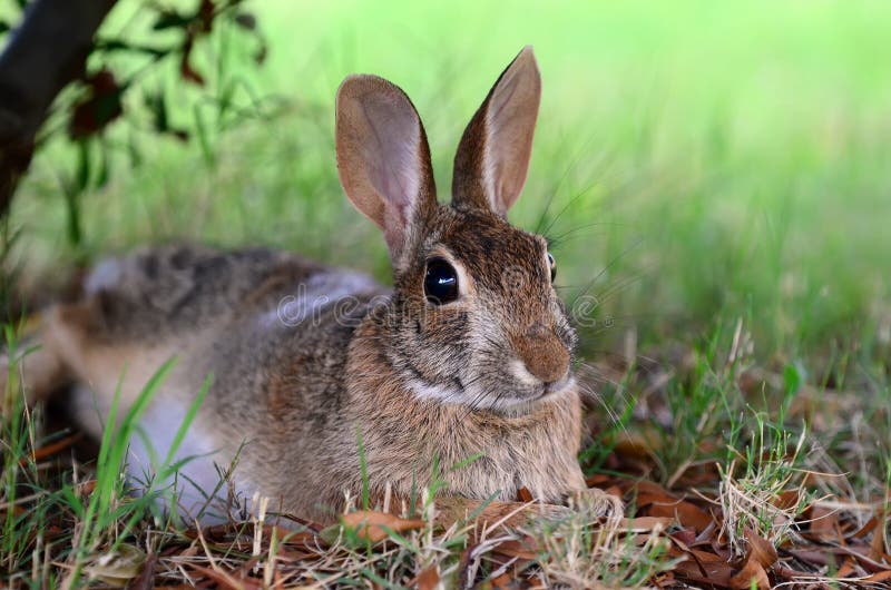 Śliczny cottontail królika królik pod drzewem zdjęcie stock Śliczny cottontail królika królik pod drzewem zdjęcie stock