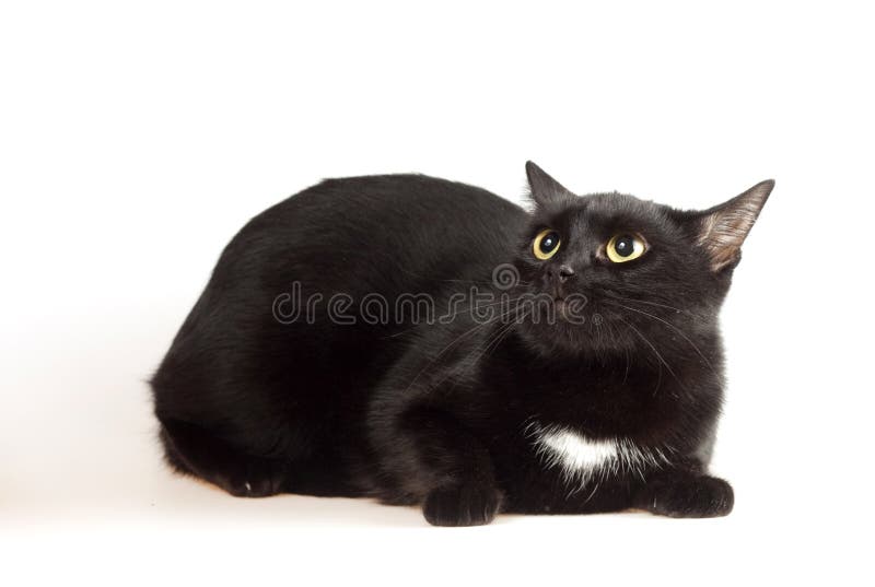 śliczny czarny kot