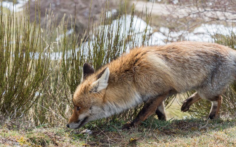 Śliczny czerwonego lisa tropić (Vulpes vulpes) obraz stock Śliczny czerwonego lisa tropić (Vulpes vulpes) obraz stock