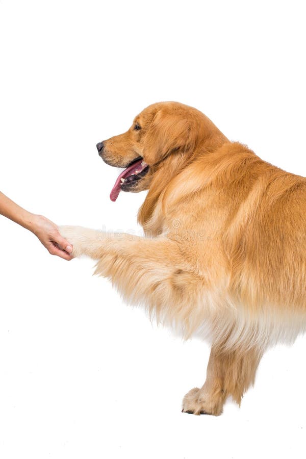 Śliczny golden retriever szczeniak trenuje trząść ręki zdjęcie royalty free Śliczny golden retriever szczeniak trenuje trząść ręki zdjęcie royalty free