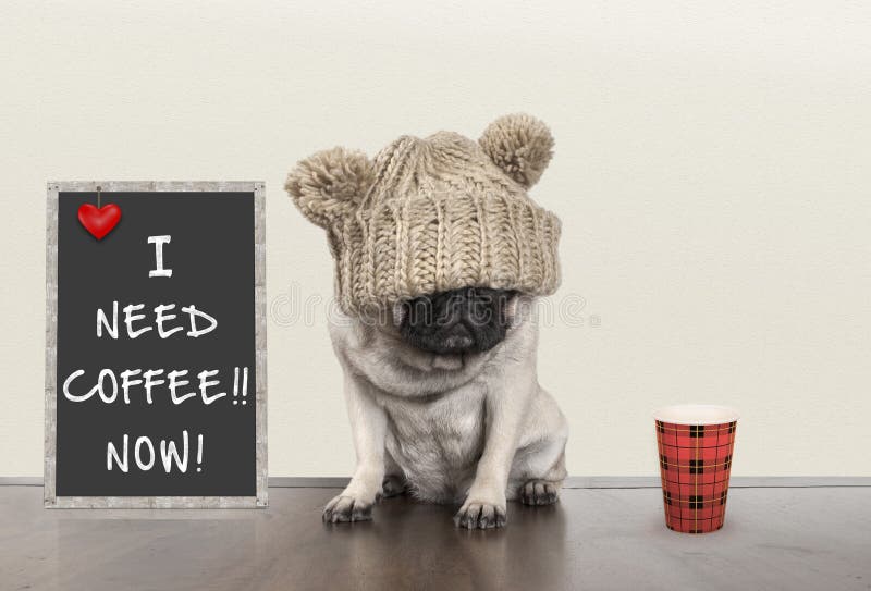 Śliczny mały mopsa szczeniaka pies z złym ranku nastrojem, siedzi obok blackboard znaka z tekstem potrzebuję kawowego teraz, kopi