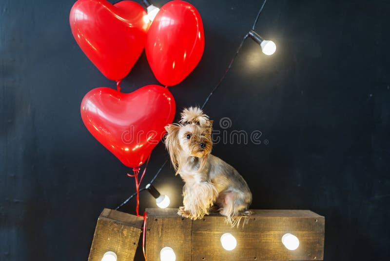 Śliczny mały pies z kierowym kształtem szybko się zwiększać dla valentines zdjęcia stock Śliczny mały pies z kierowym kształtem szybko się zwiększać dla valentines zdjęcia stock