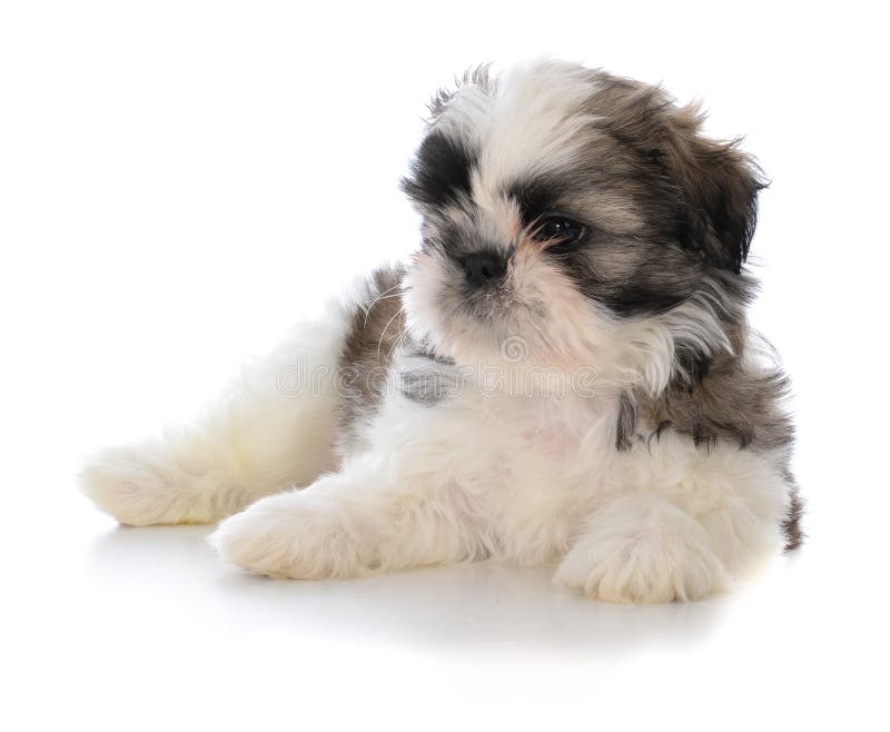 śliczny męski shih tzu szczeniaka obsiadanie zdjęcia stock śliczny męski shih tzu szczeniaka obsiadanie zdjęcia stock