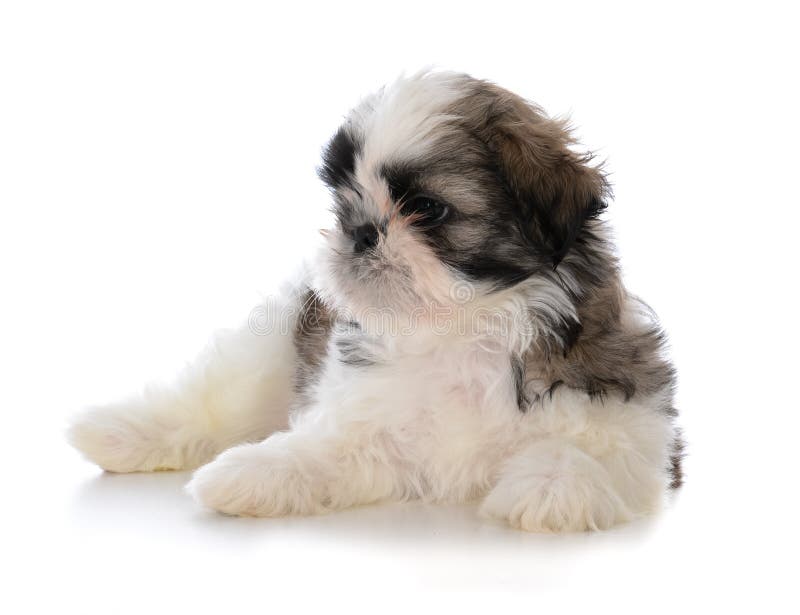 śliczny męski shih tzu szczeniaka obsiadanie zdjęcie stock śliczny męski shih tzu szczeniaka obsiadanie zdjęcie stock