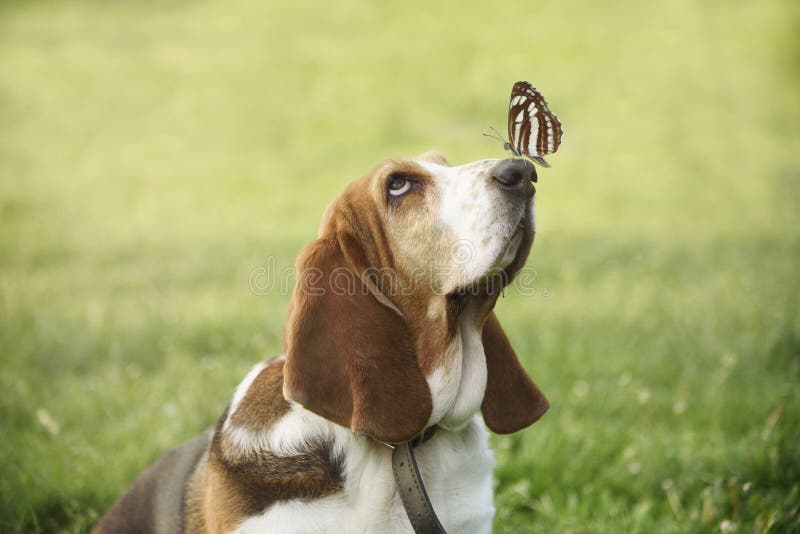 Śliczny pies z motylem na jego nosie