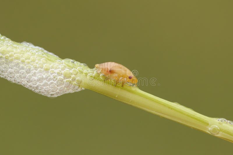 A Common Froghopper Philaenus spumarius also called spittlebug or cuckoo spit insect on the stem of a plant with its spittle, which acts as protection for this bug. A Common Froghopper Philaenus spumarius also called spittlebug or cuckoo spit insect on the stem of a plant with its spittle, which acts as protection for this bug.