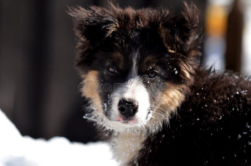 Śliczny rabatowego collie szczeniaka portret obraz stock Śliczny rabatowego collie szczeniaka portret obraz stock