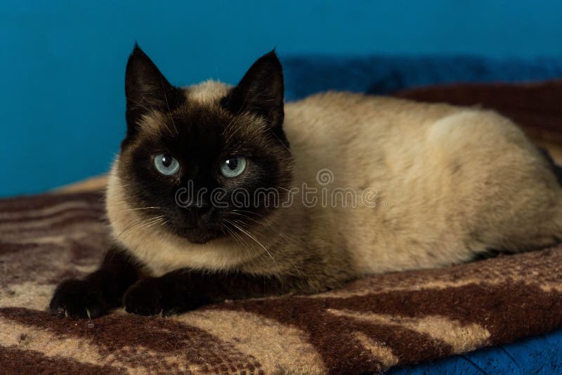 Śliczny siamese kota portret z niebieskimi oczami zdjęcia stock Śliczny siamese kota portret z niebieskimi oczami zdjęcia stock