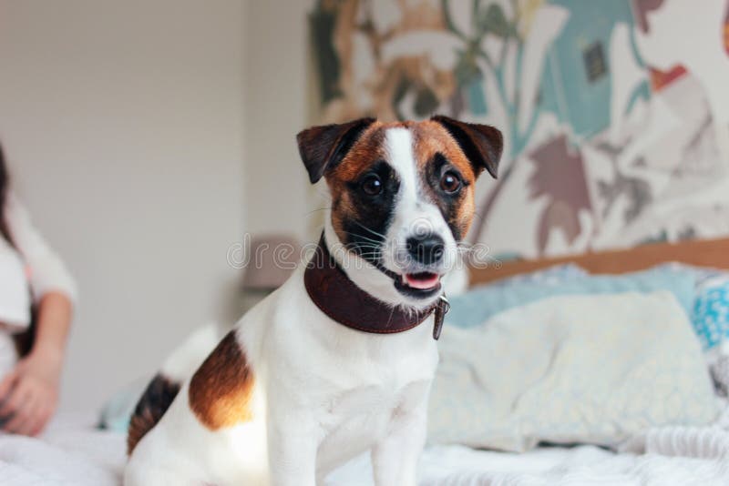Śliczny szczeniaka psa Jack Russell terier patrzeje kamerę w sypialni, rodzina na tle fotografia stock Śliczny szczeniaka psa Jack Russell terier patrzeje kamerę w sypialni, rodzina na tle fotografia stock