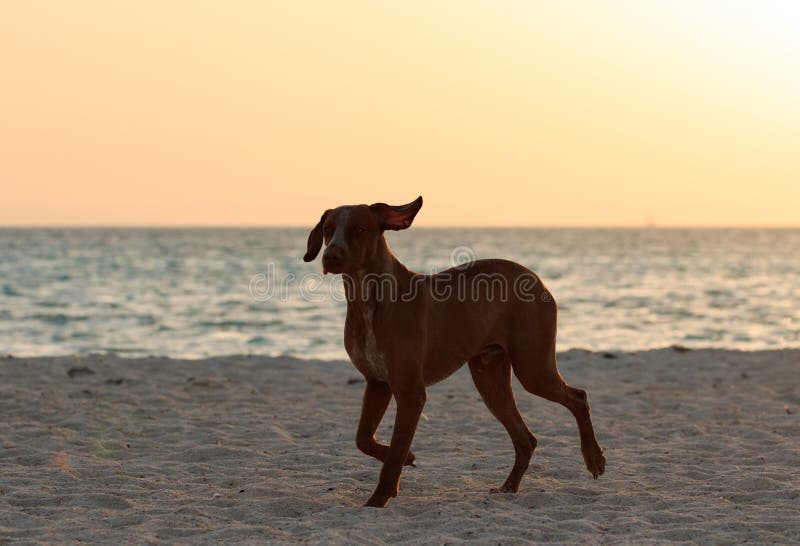 Śliczny szczęśliwy działający brązu psa portret Czerwony denny brzeg Pogodna plaża i morze z zmierzch lekkiej wody złotym krajobr fotografia stock Śliczny szczęśliwy działający brązu psa portret Czerwony denny brzeg Pogodna plaża i morze z zmierzch lekkiej wody złotym krajobr fotografia stock