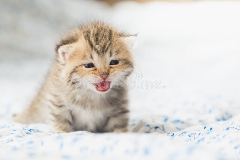 Śliczny tabby koci się obsiadanie zdjęcie stock Śliczny tabby koci się obsiadanie zdjęcie stock