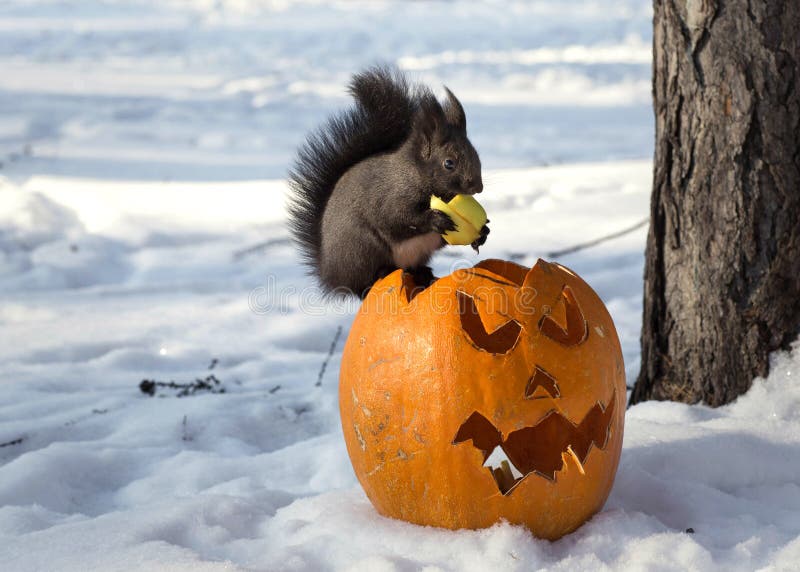 Śliczny wschodni popielaty squirrell obsiadanie na Halloweenowej bani zdjęcie stock